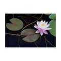 Trademark Fine Art Michael Blanchette Photography 'Pink Water Lily 2' Canvas Art, 16x24 ALI21471-C1624GG